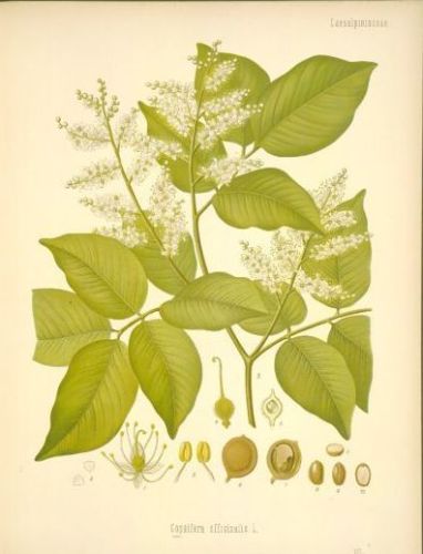 Balsam of Capivi - Copaifera officinalis - Копаифера лекарственная